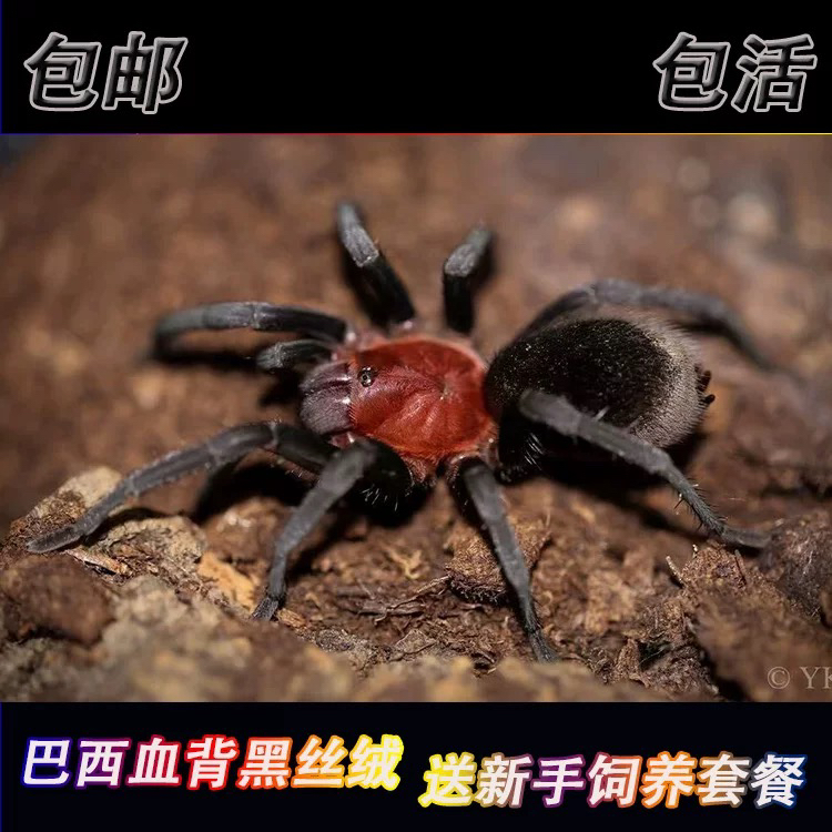 巴西血背黑丝绒1厘米苗子温顺品种宠物蜘蛛