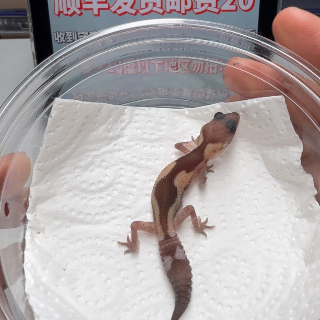 肥尾守宫祖鲁隐幽灵焦糖橘白妹妹