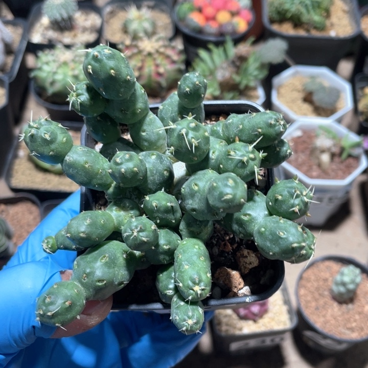 185骑兵团扇仙人球