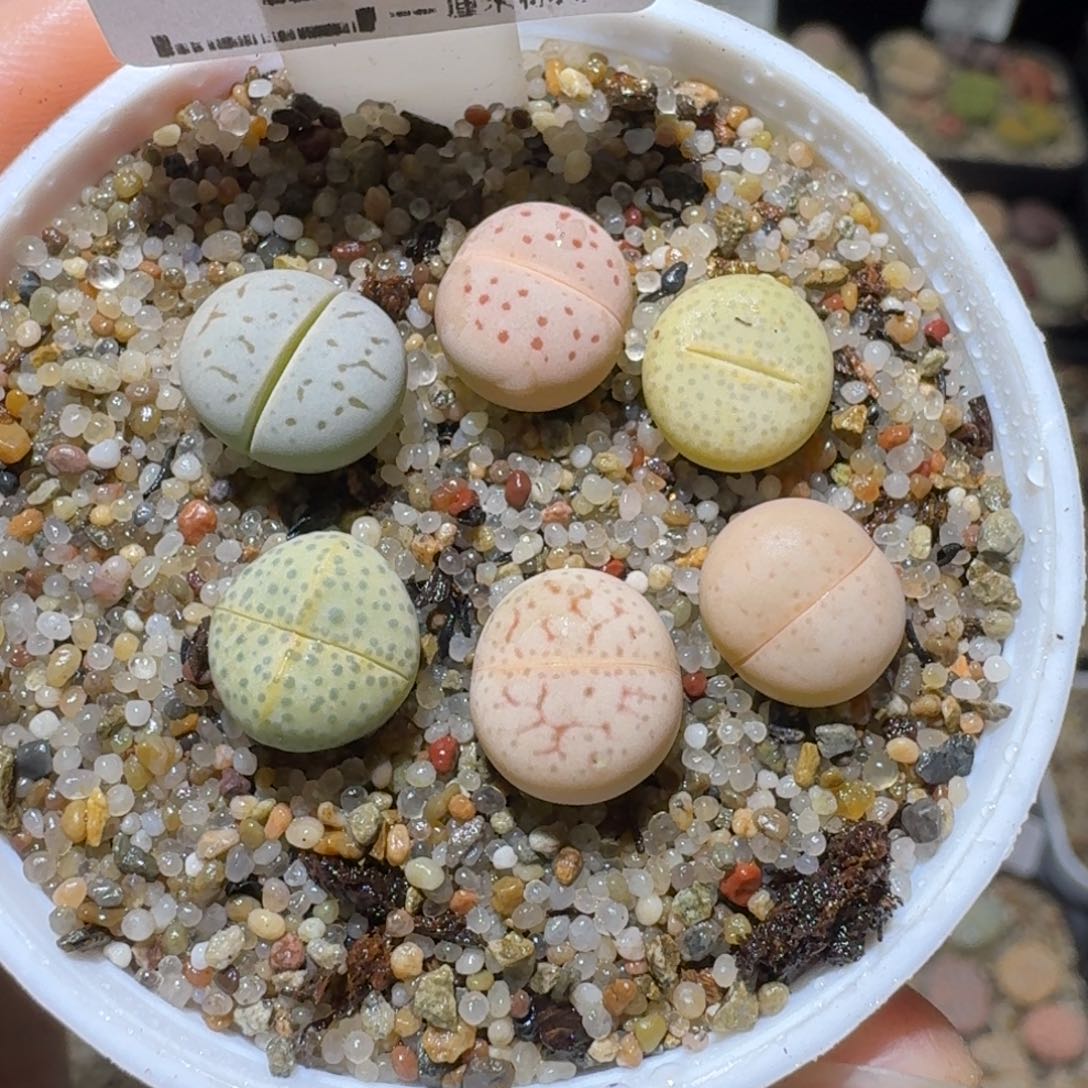 Ssss清仓便宜了284