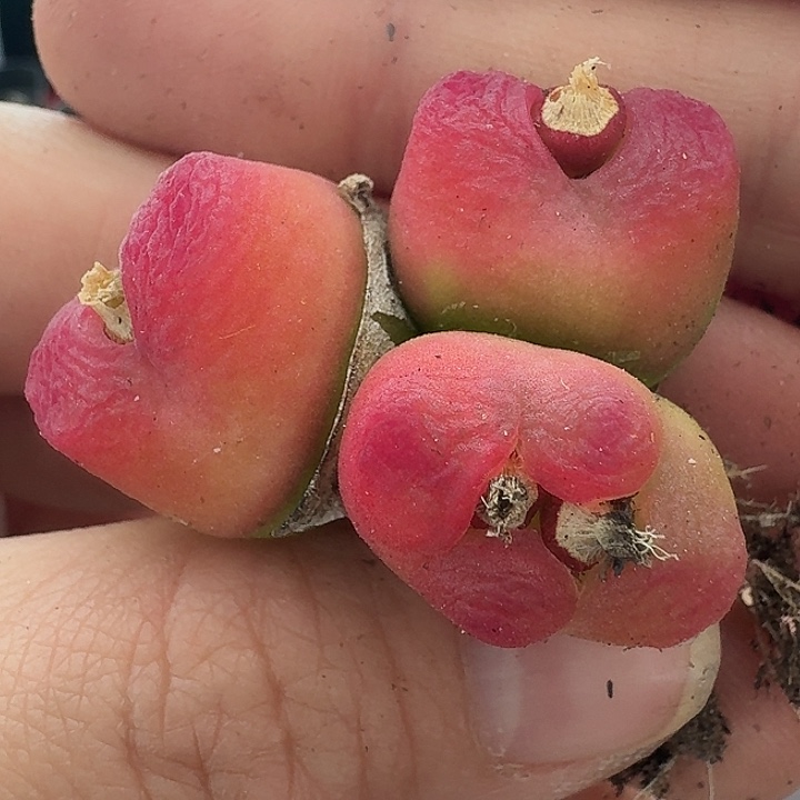 老马生石花蟠桃2333