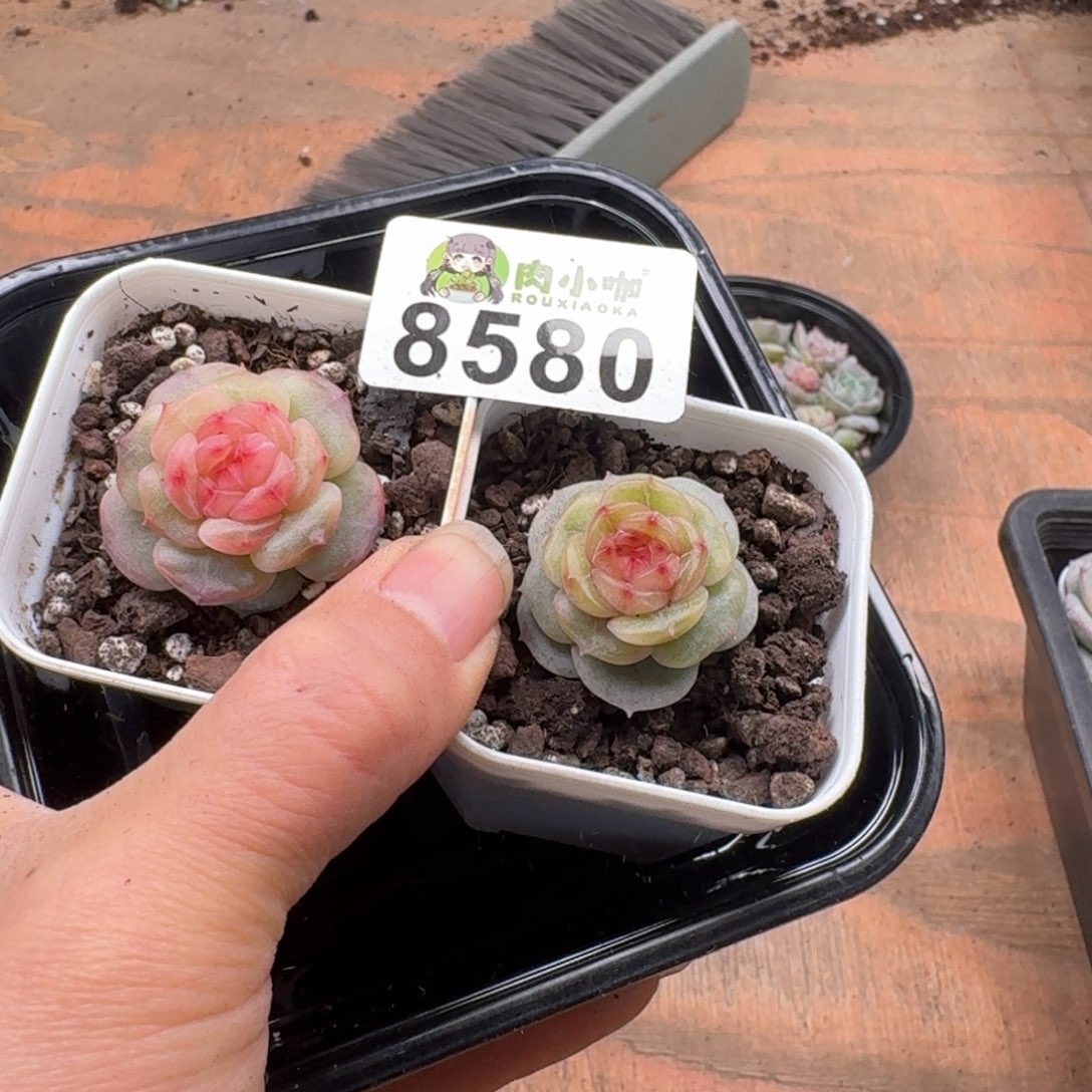 暖****多肉植物多肉植物