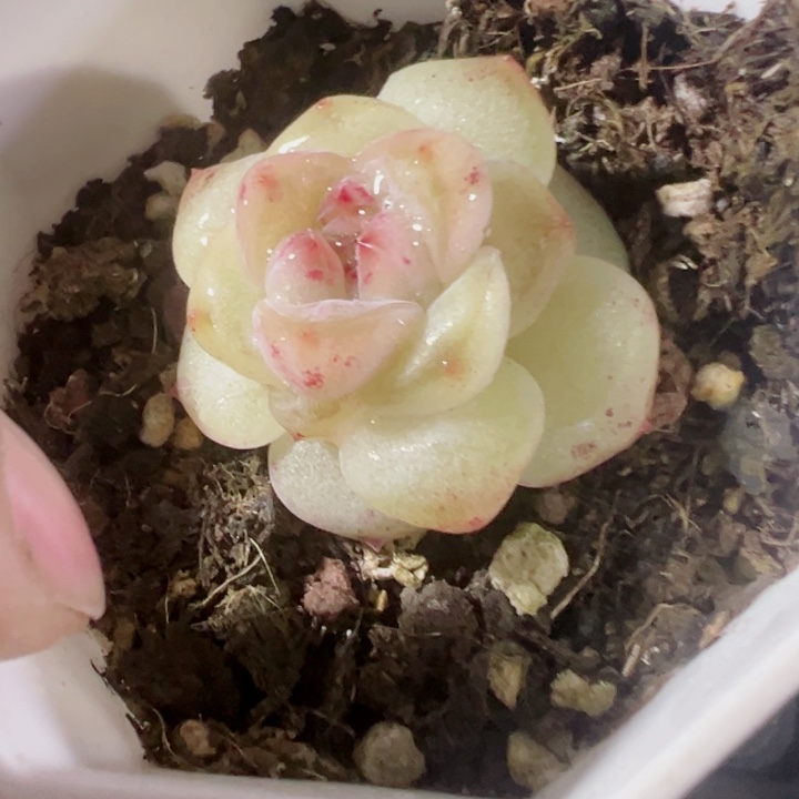 冰玉石化多肉植物大战