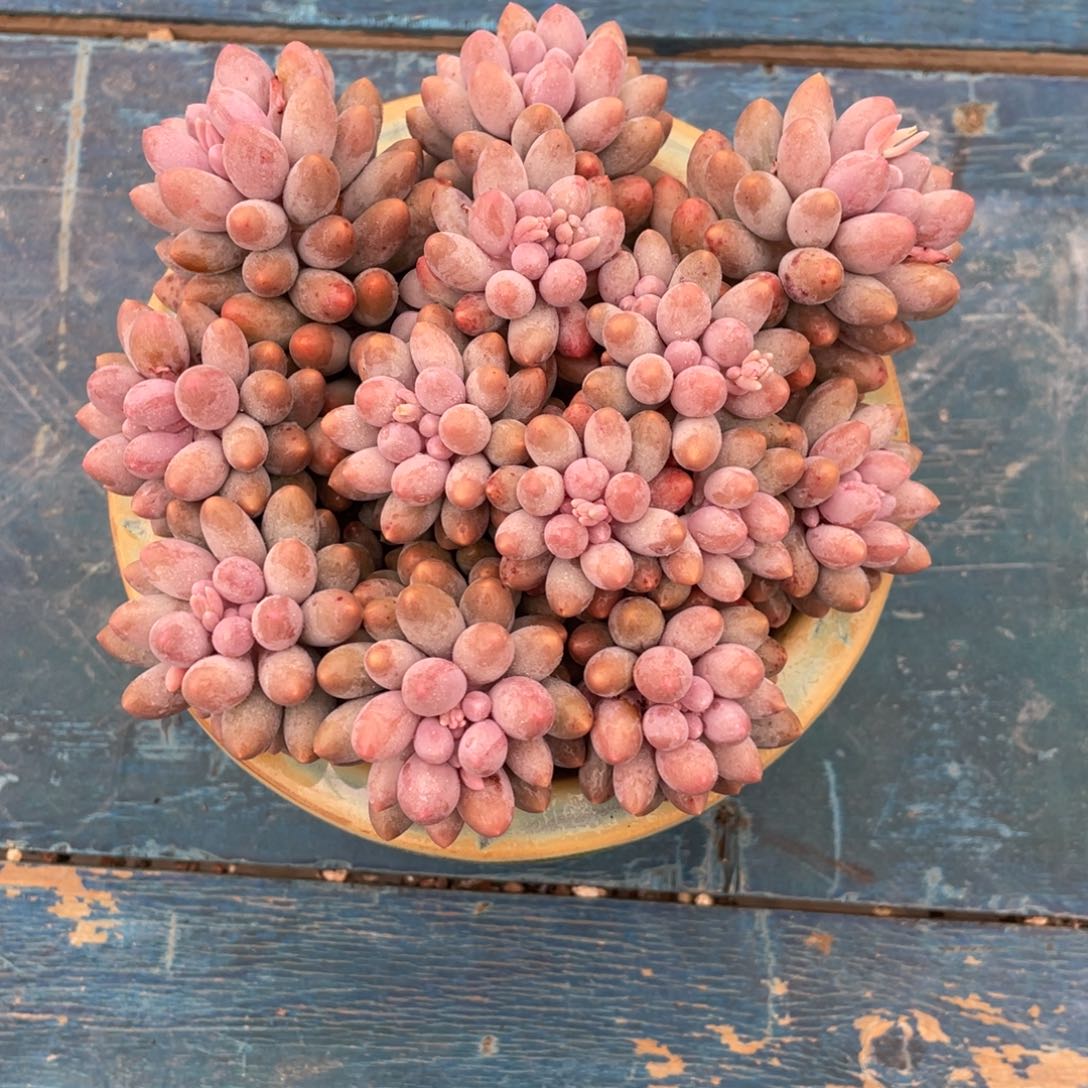 一物一拍中通快递