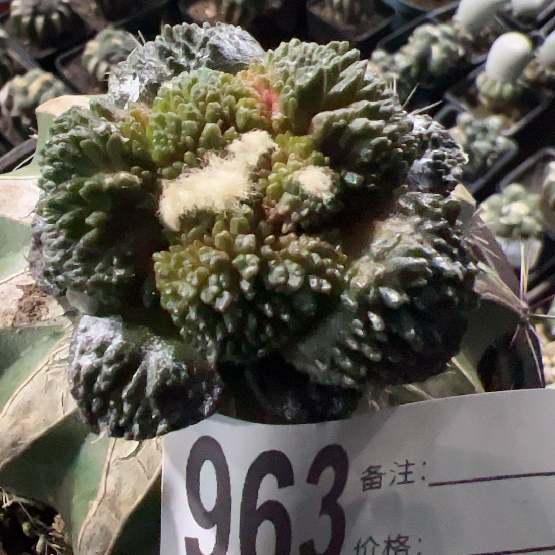 精品菜花牡丹963