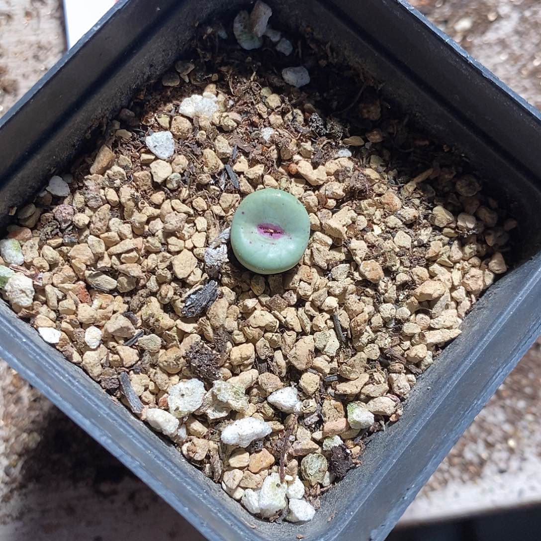 19401。 红嘴。 红嘴。 