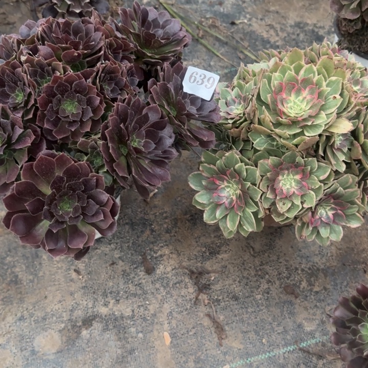 639原叶➕莲花座。       