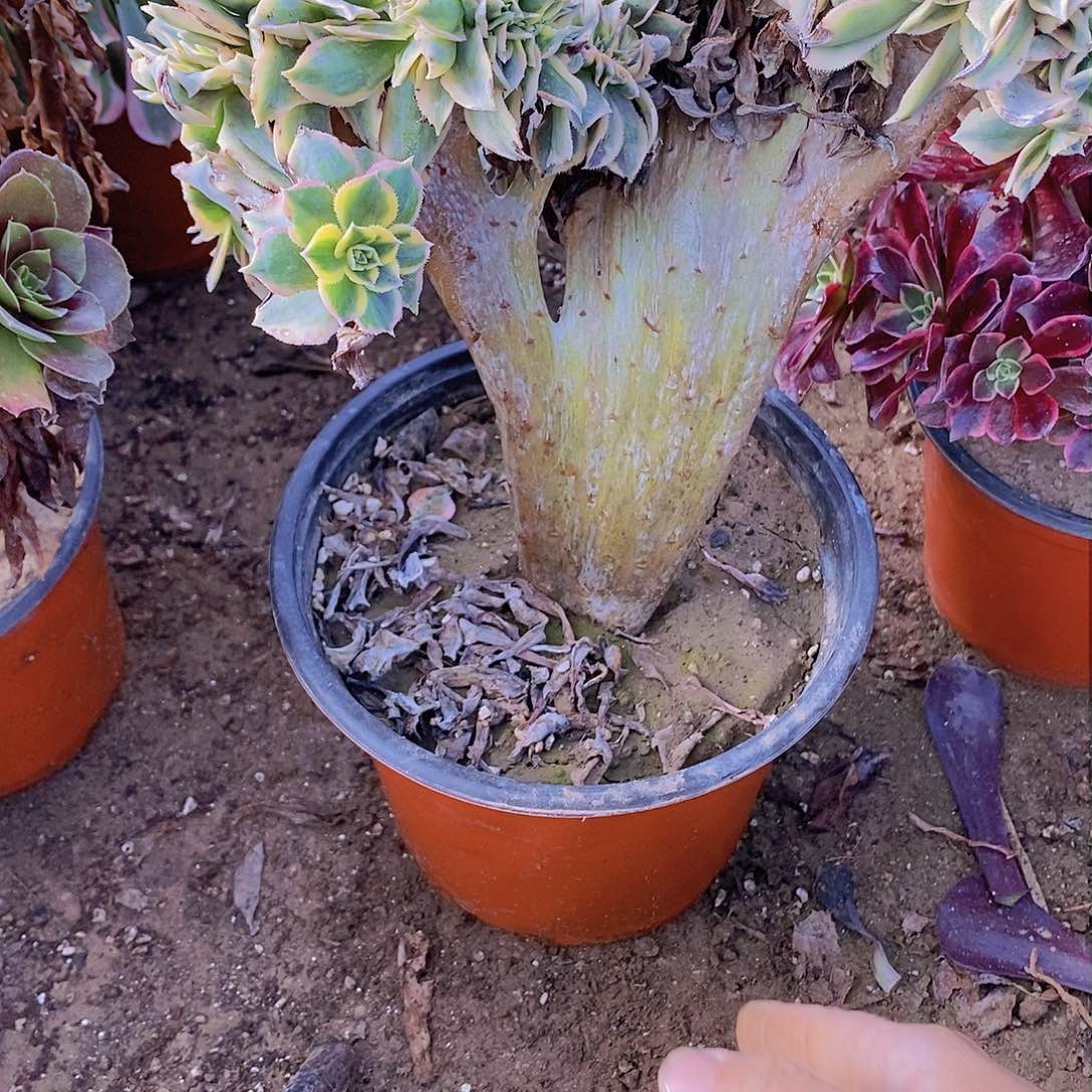 903 号一物一拍20包邮年后发货