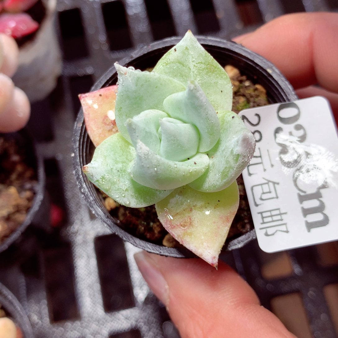 5厘米盆精控多肉035