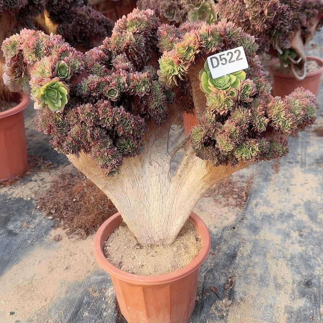 522万缀一颗呀呀