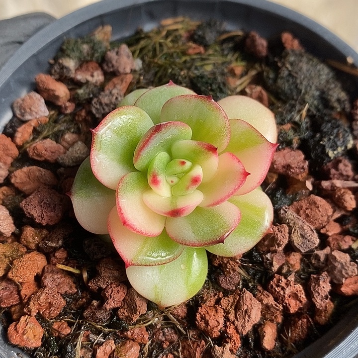 三文鱼花脸锦多肉植物