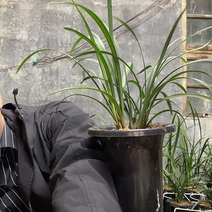 幸***者完全开放生态春兰