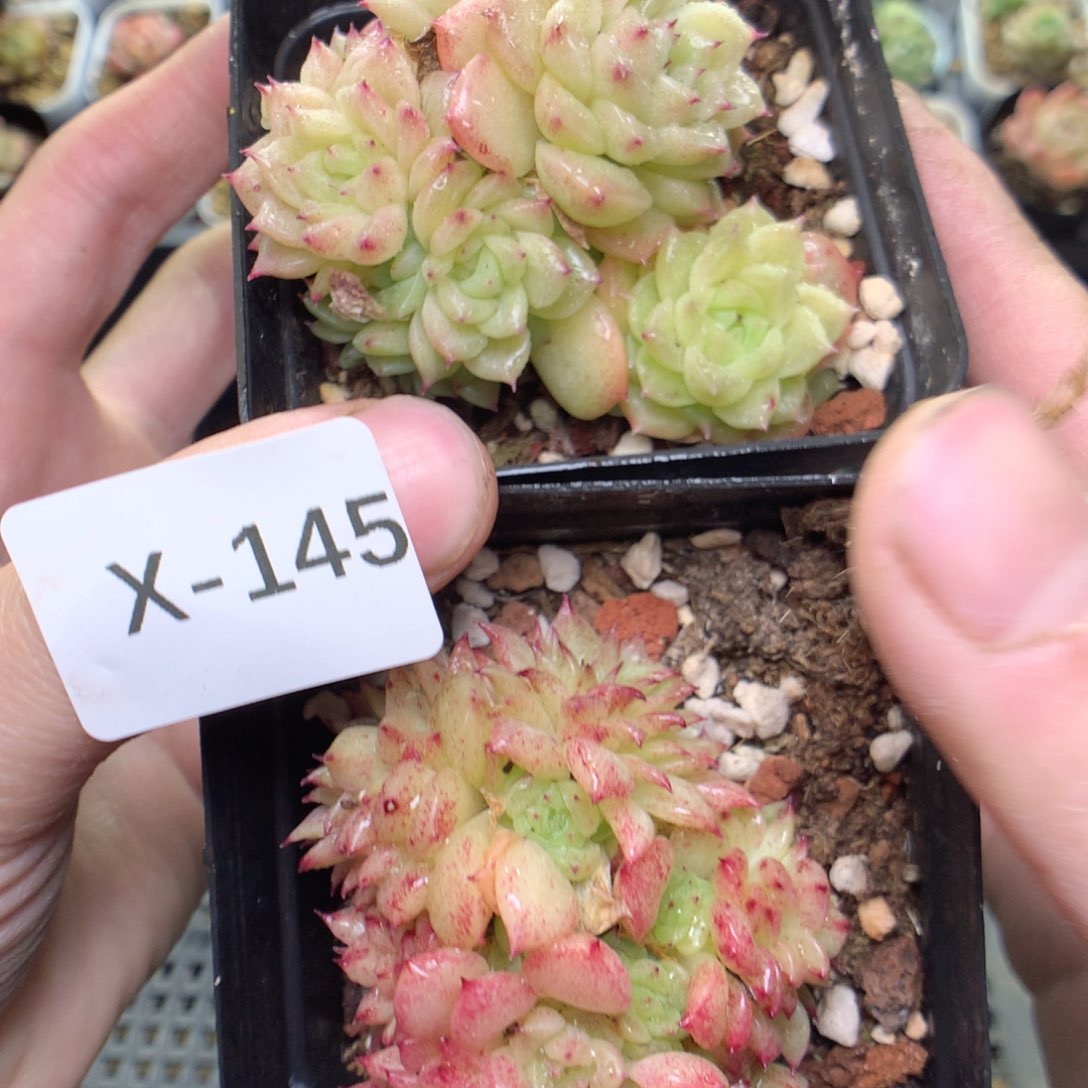 X145y y y y y y y y y y y y