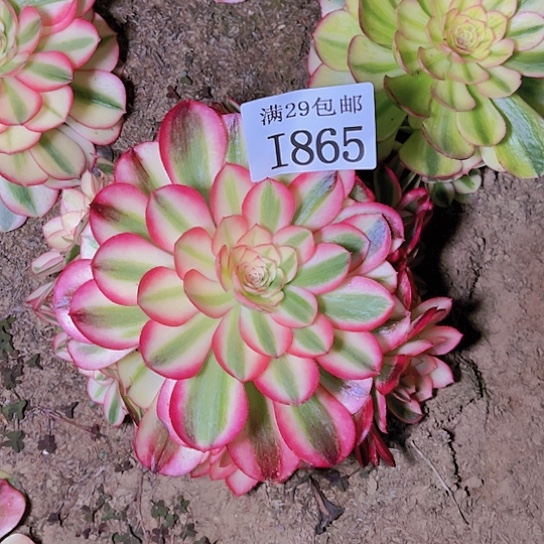 865荔枝多肉植物