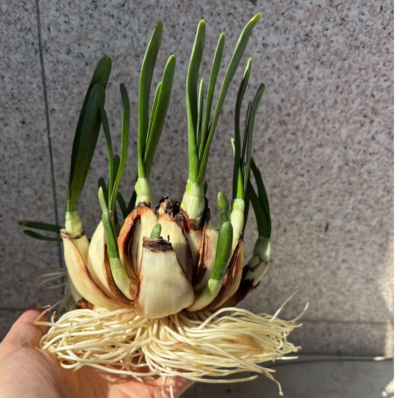 漳州水仙花下水矮化好水培室内植物