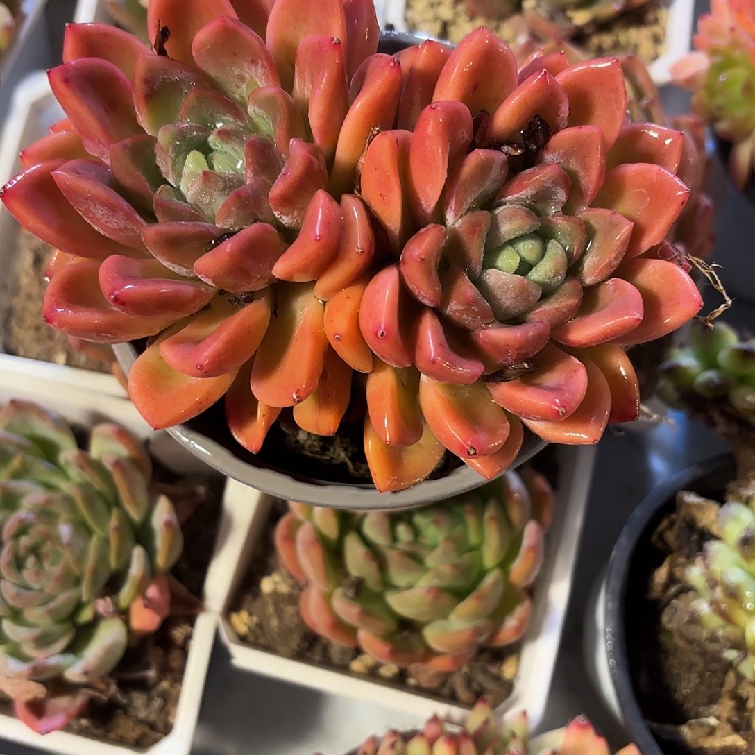 多肉植物啦啦啦啦啦啦