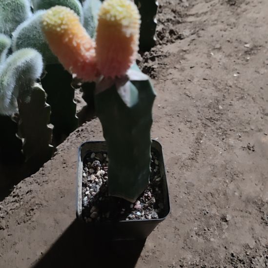 仙人球龙神木嫁接松针牡丹锦