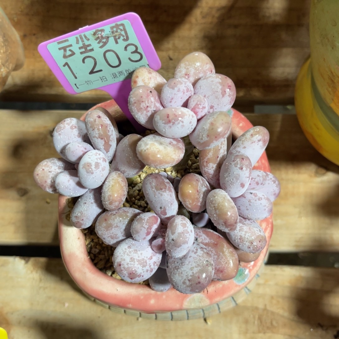 多***生云尘多肉一物一拍不含盆1203