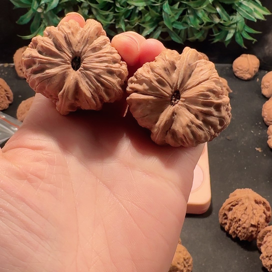 43尺寸大驴打滚狮子头