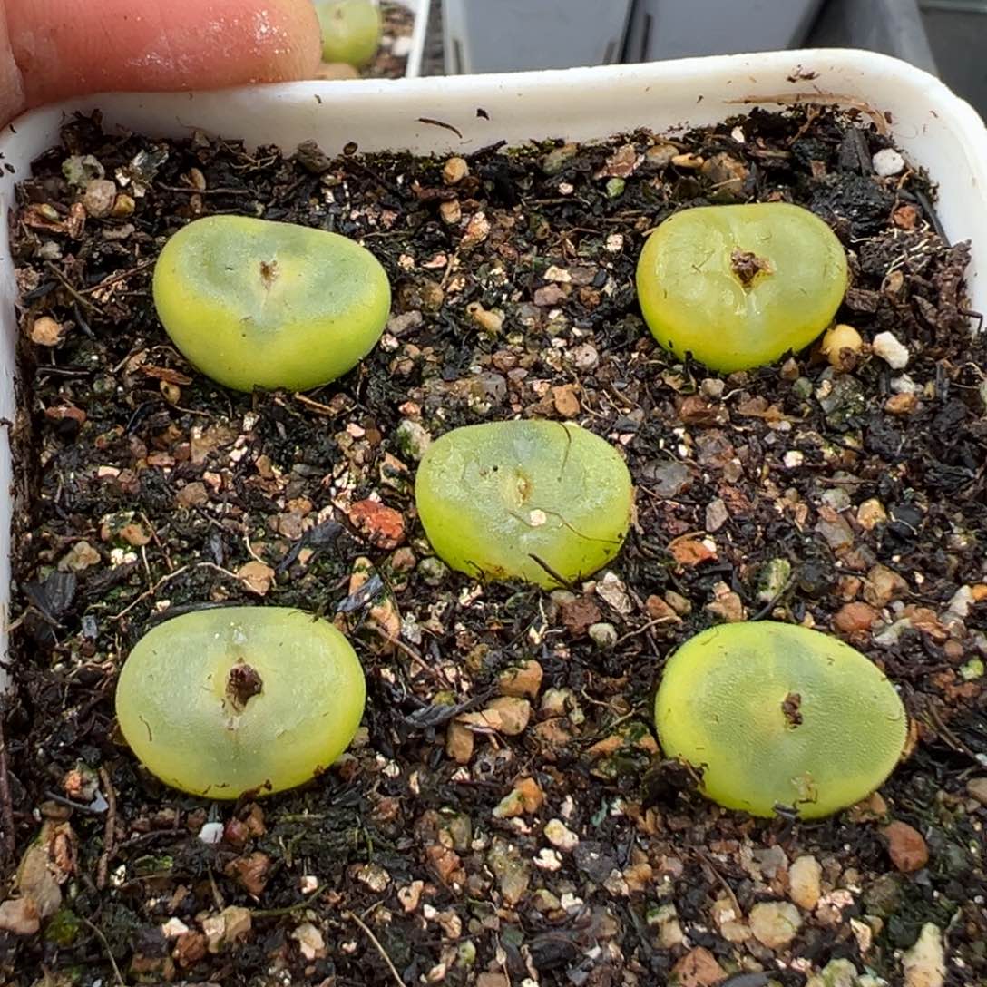 2.24好看的多肉脱土发货875