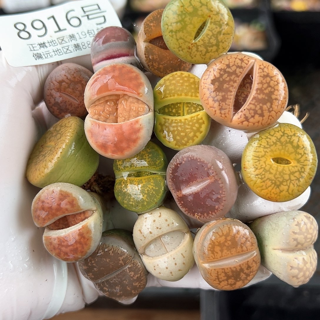 好养易活生石花大母本8916共16颗