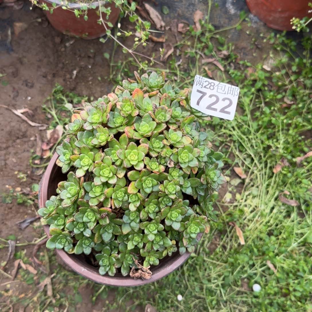 小狐狸多肉722满28包邮断枝不包