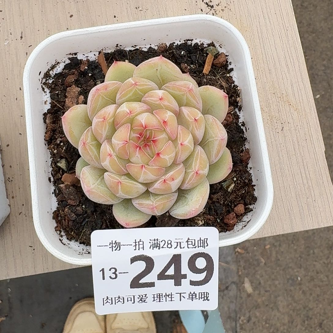 疯***o雪花珍妮无盆无发货无