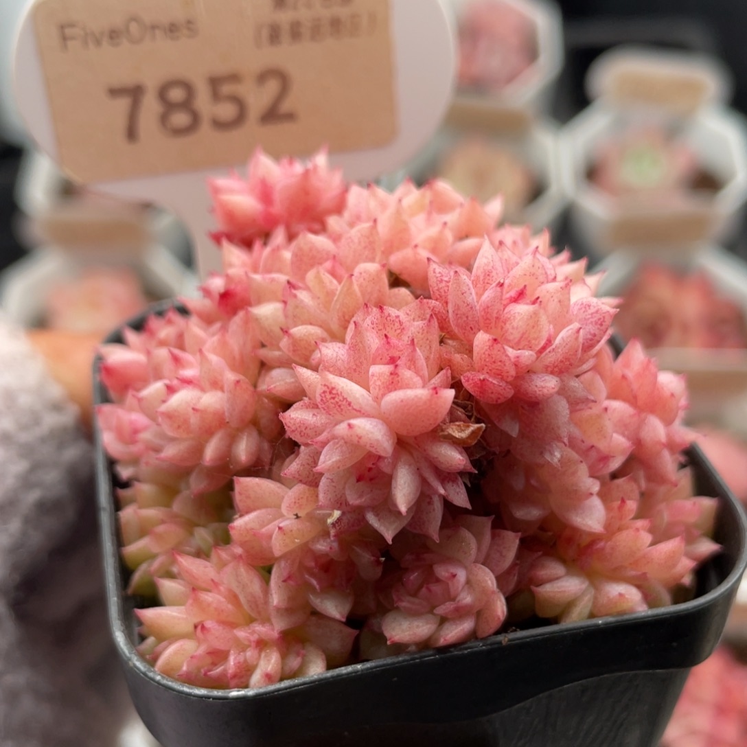 麦秆群7852-5.5厘米