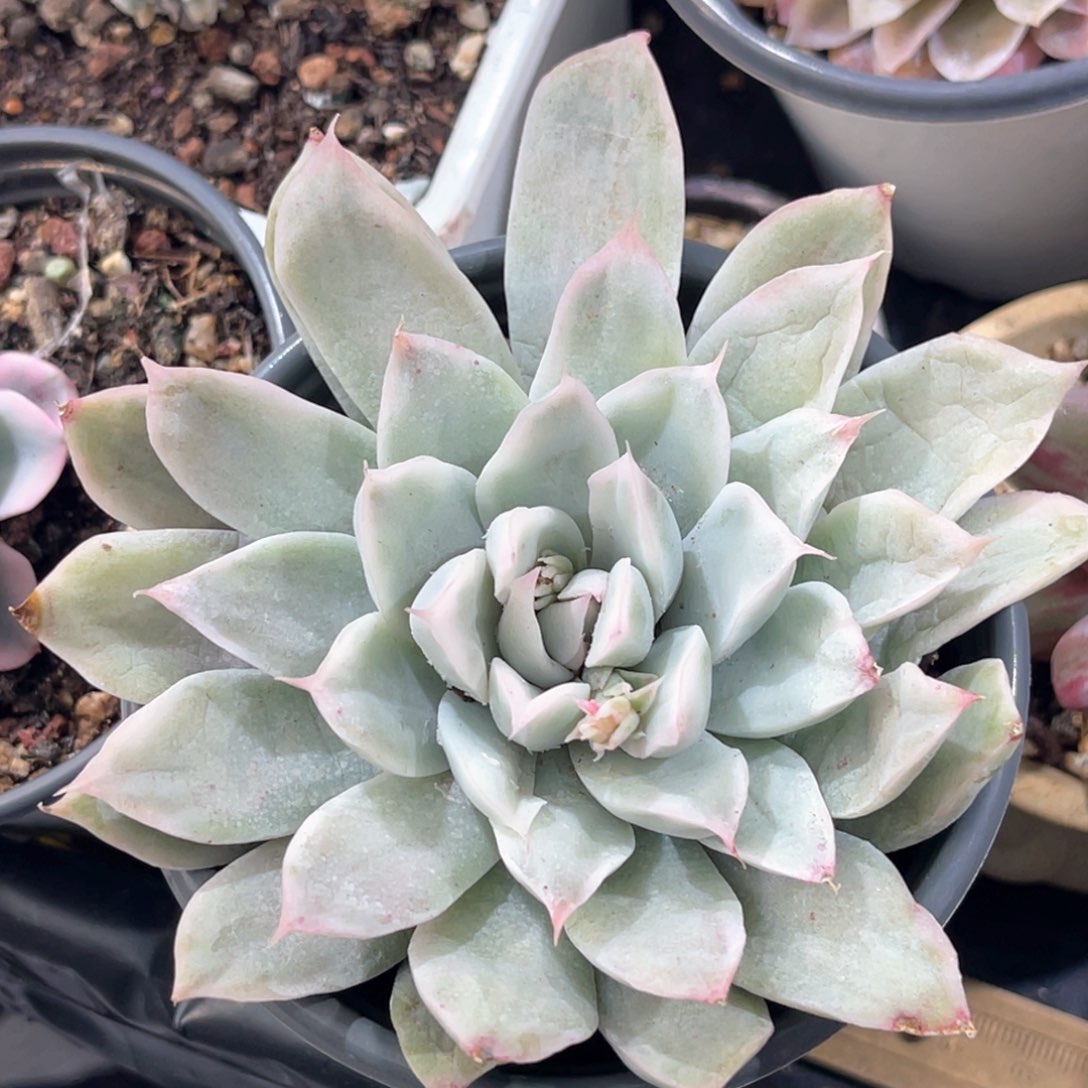 多肉特价辛普森锦