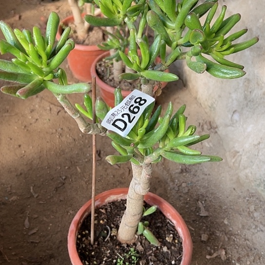 金*一颗多肉植物法师