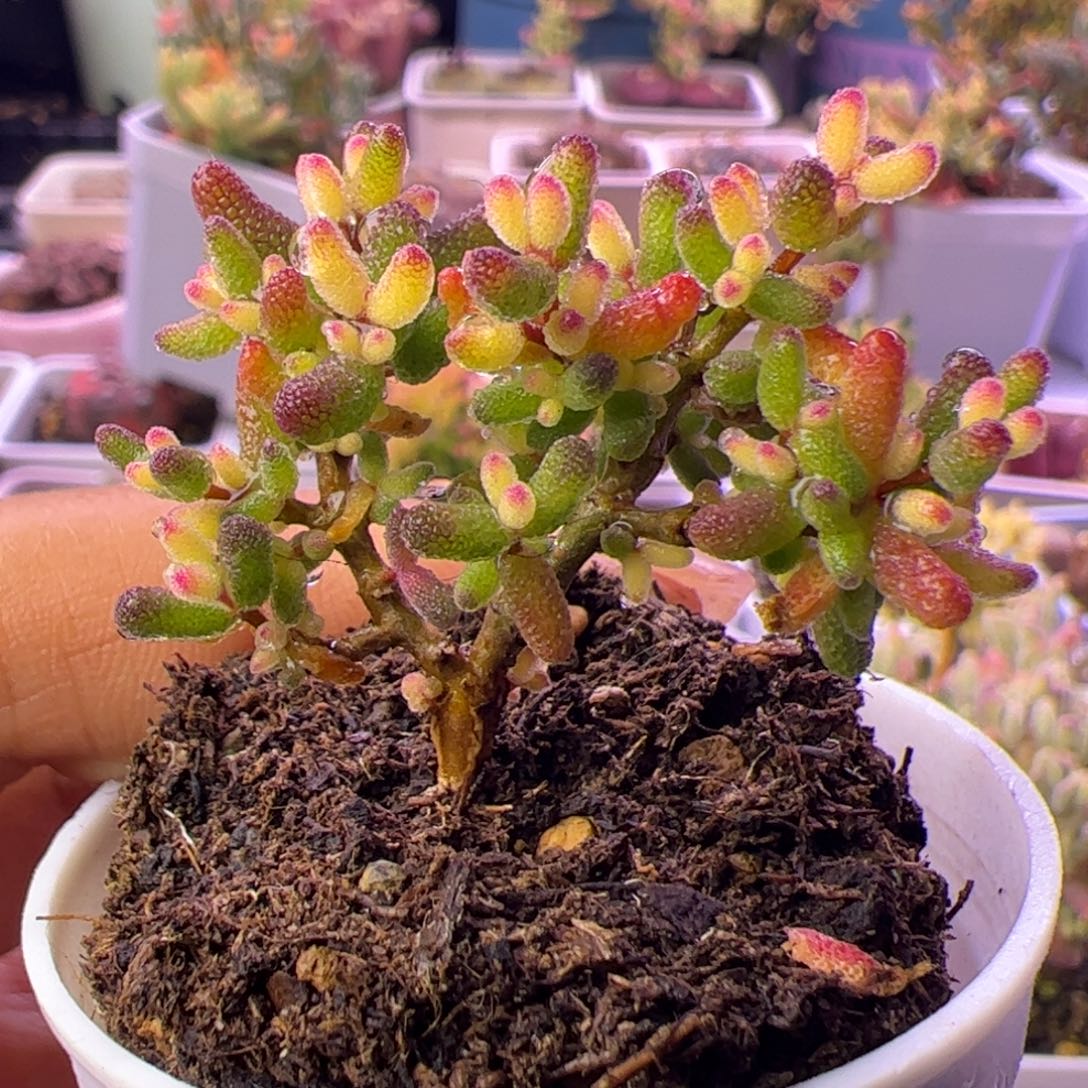 多肉植物枝干假飞机猪