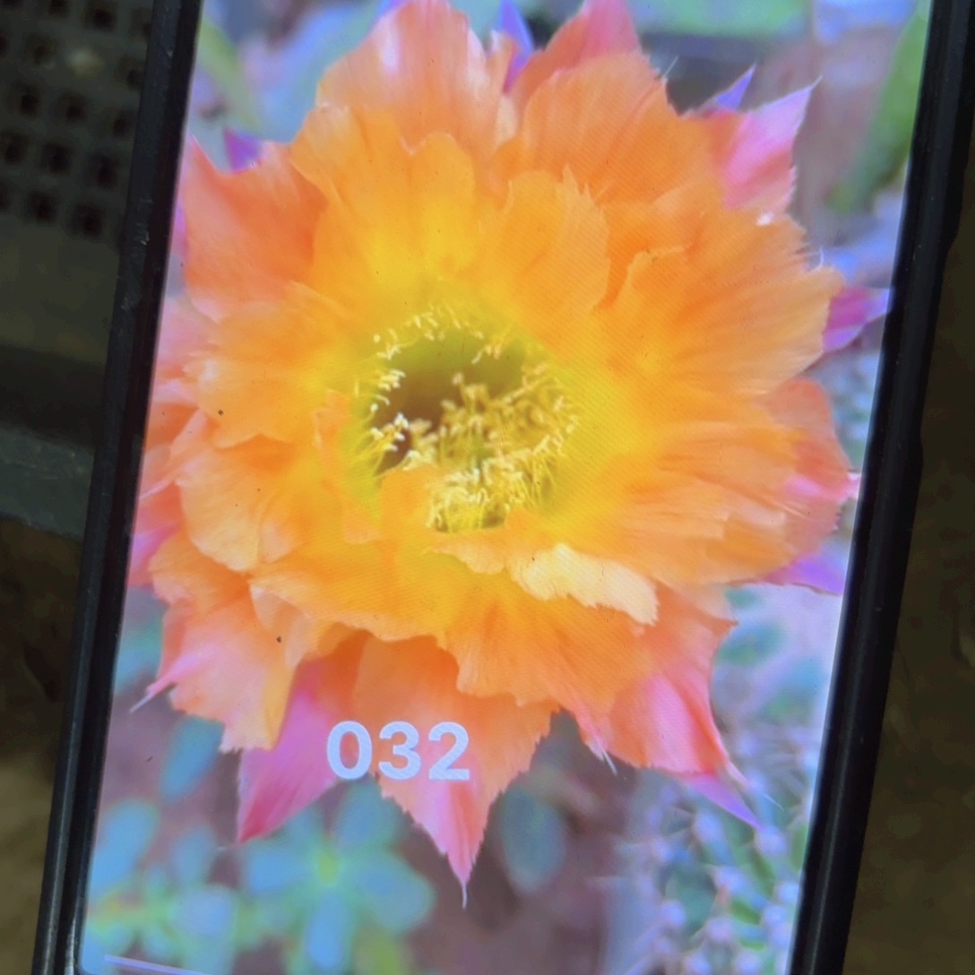 032 侧牙20包邮仙人球