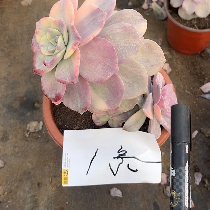 为***〆紫乐景38.888多肉植物1号
