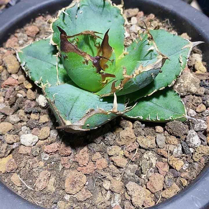 多肉植物龙蛇兰植物