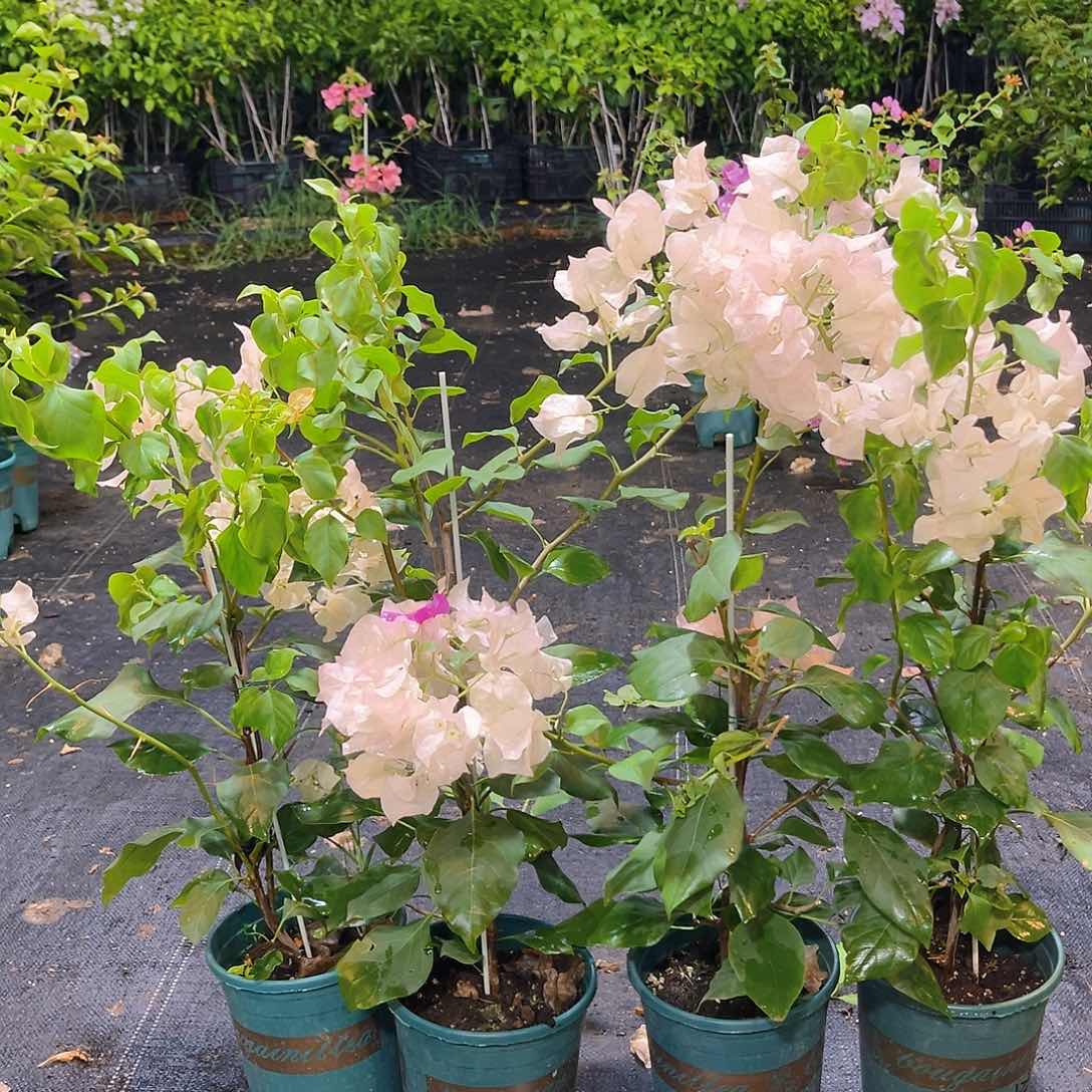 当前无花栽培后可以开花阿达喜悦带竹一颗