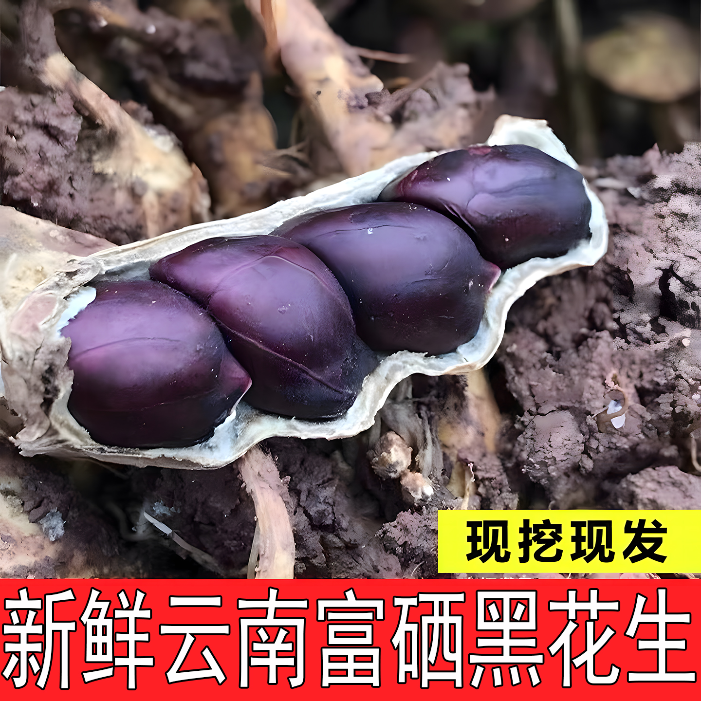 湿花生云南富硒黑花生高山野地农家自种现挖带泥新鲜湿花生