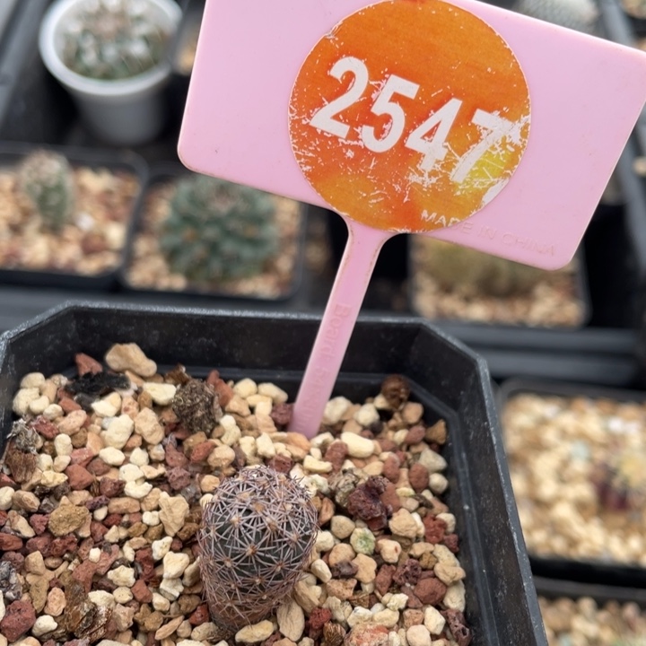 贝***@实生凌玉254700000000000