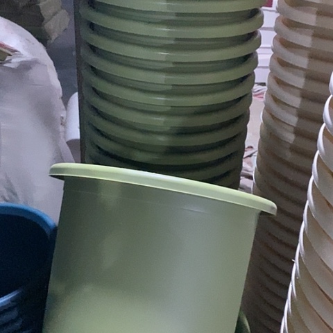 树脂四季6号果绿无托5个