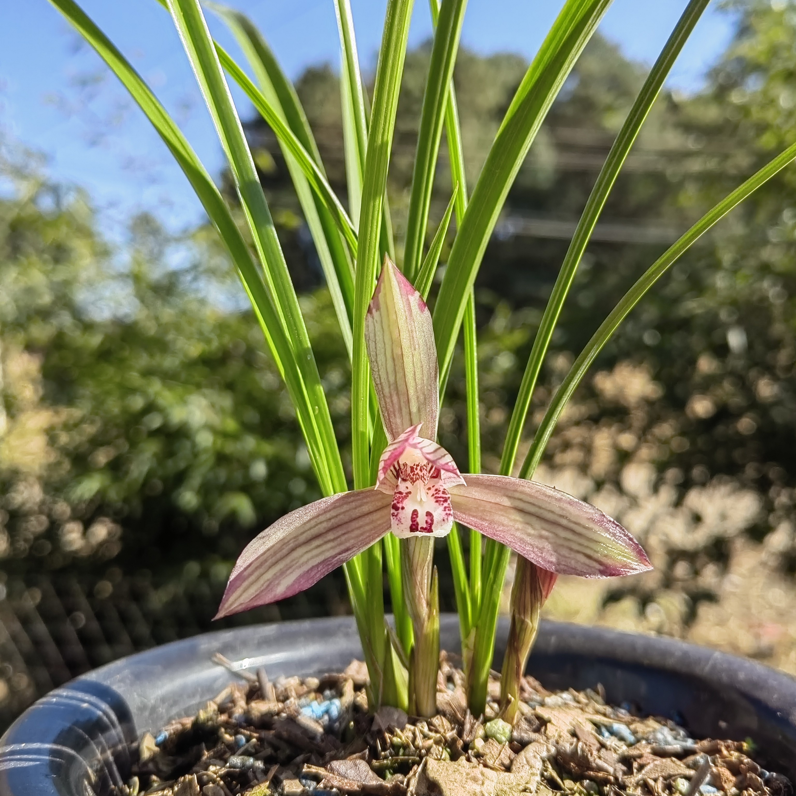 浓香型春兰西施室内盆景草