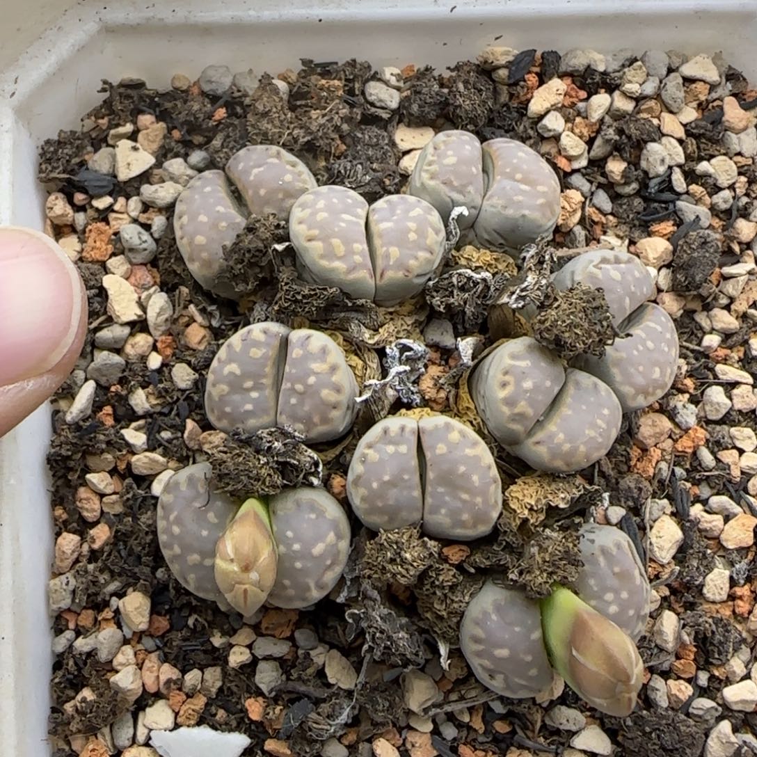 饼干群清框福利30包邮