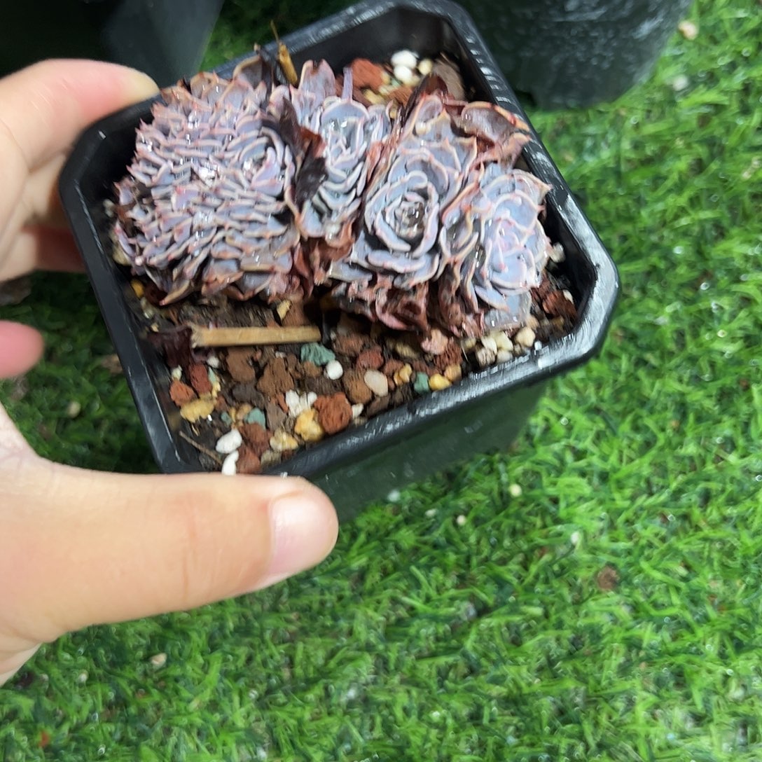 天赐缀化多肉植物