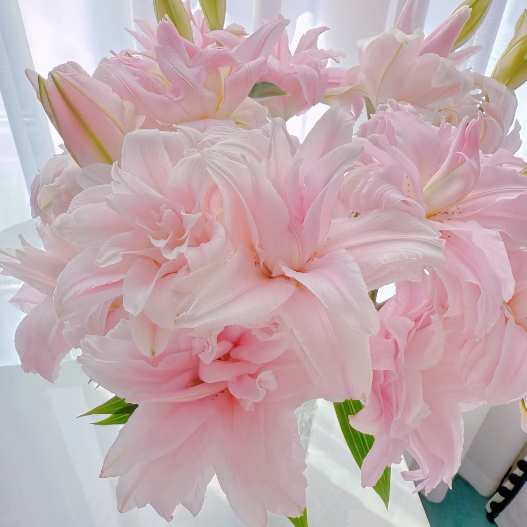 粉黛佳人香水百合重瓣甜香型东北基地直采直发新鲜10枝装
