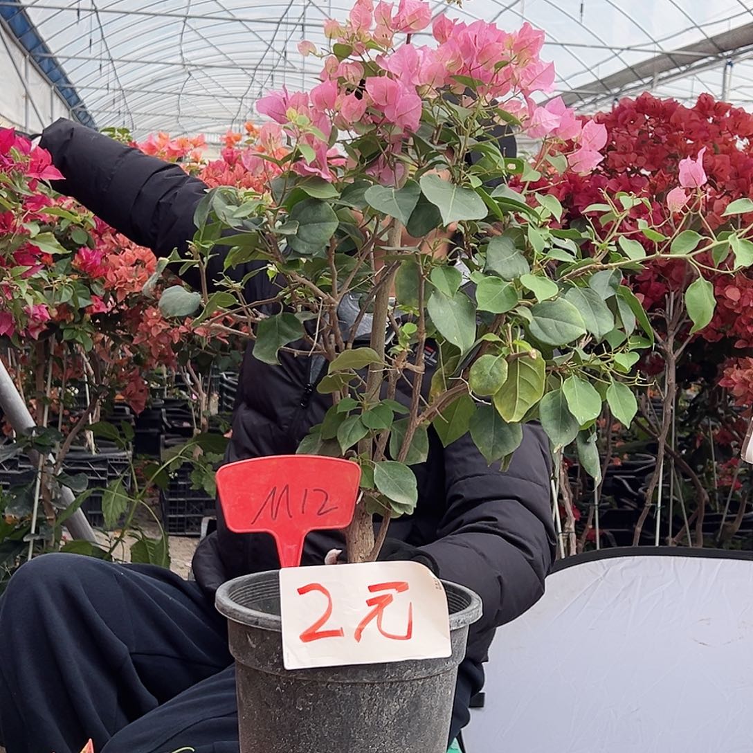 大部分花苞少量开放M12红粉佳人