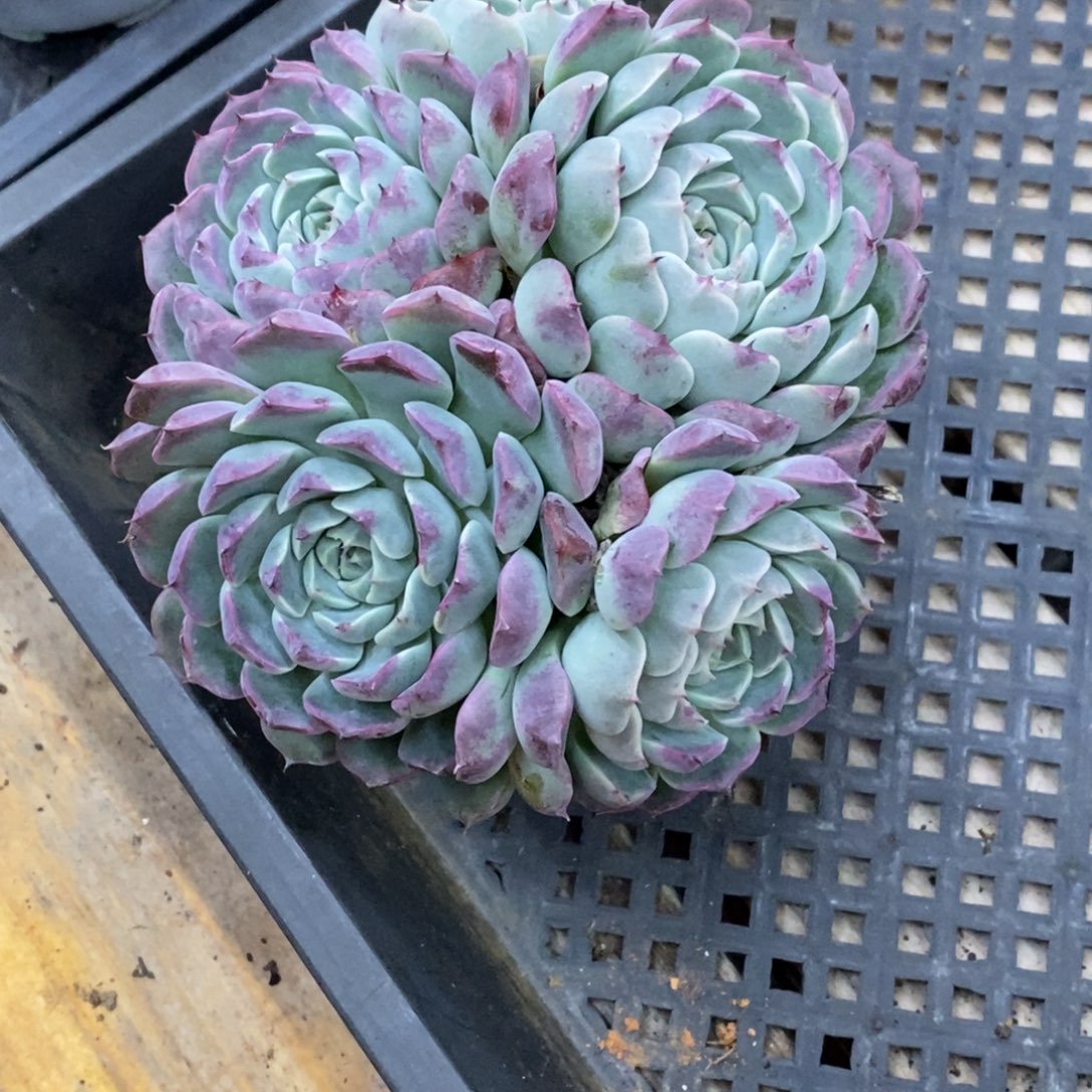 精品多肉一物一拍不包整31