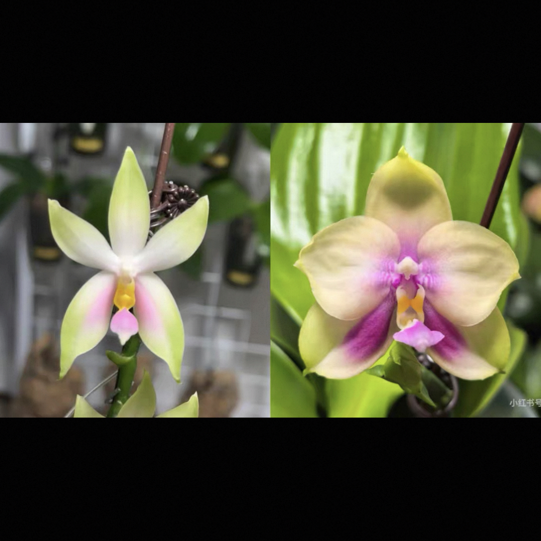 蝴蝶兰原生苗贝丽娜交bkh22571.7寸杯宝宝苗嫌小勿拍