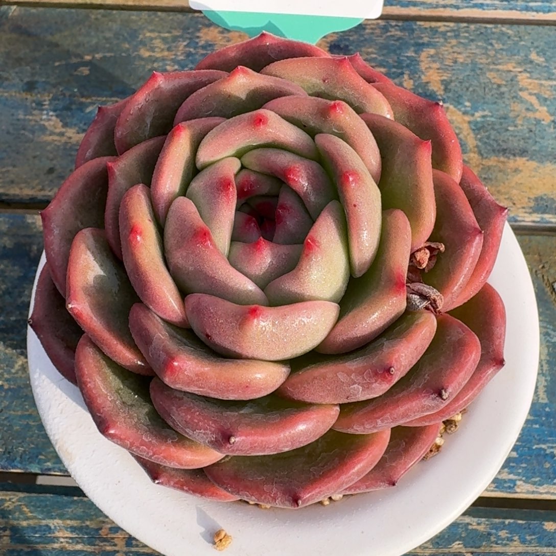 从前慢多肉精选编号1208.29