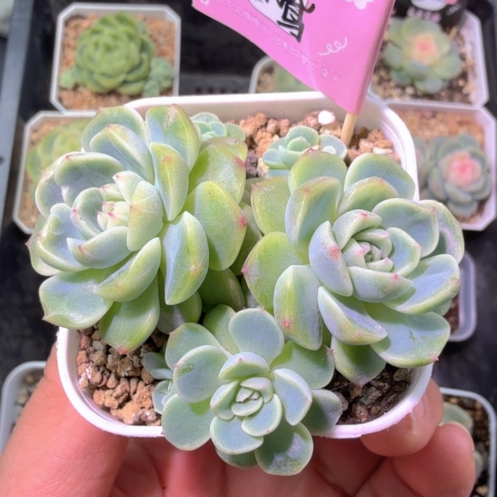 纸鸢七头开播福利