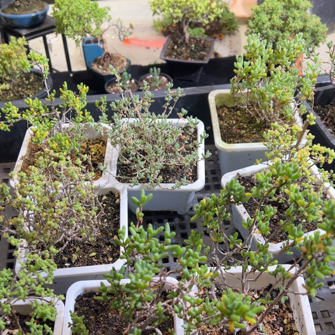 003号老桩福利枝干