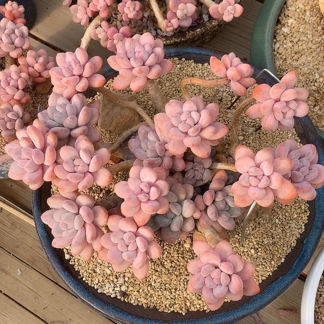 30厘米大香水群生多肉