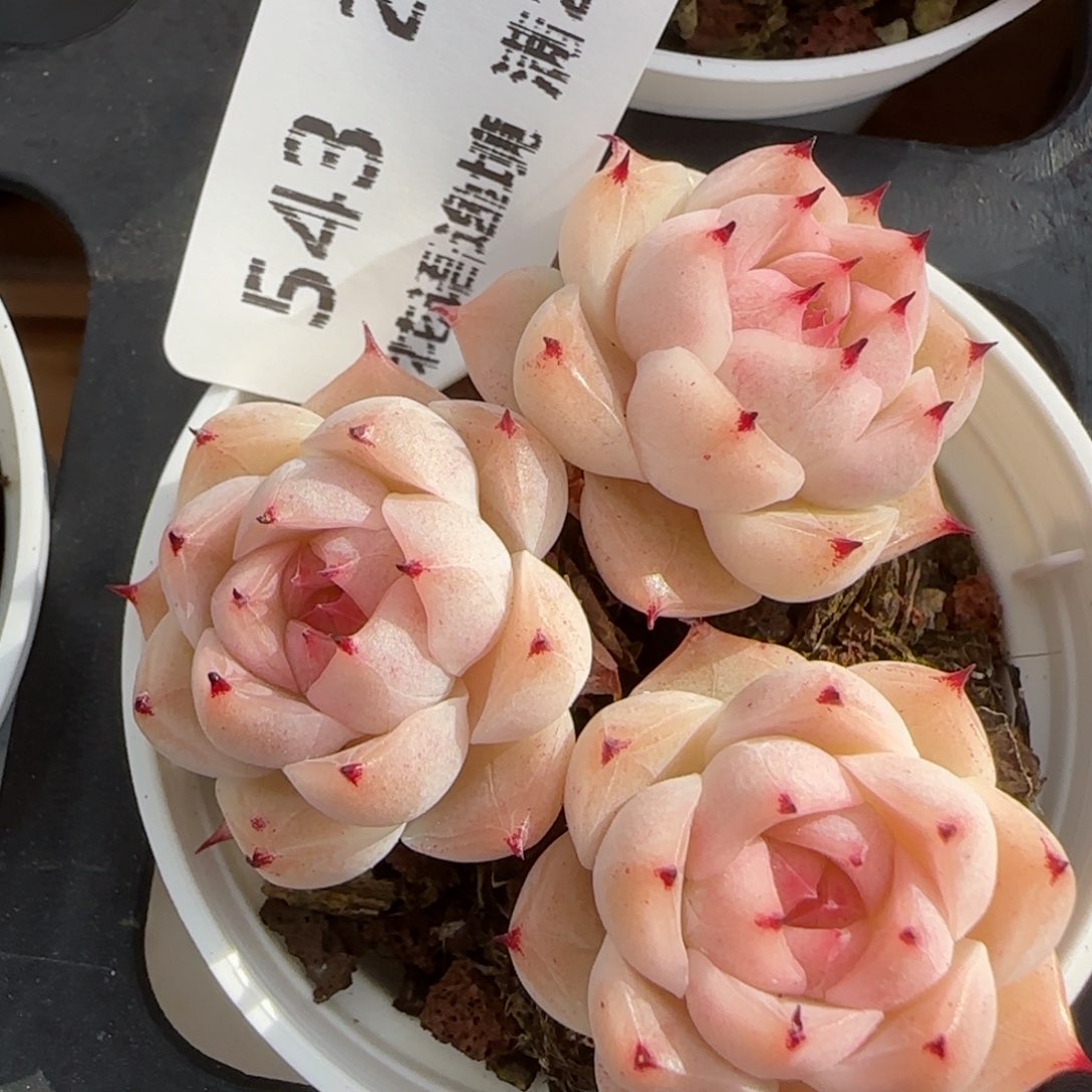 花语逸境0212-543